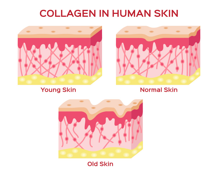 Collagen in Human Skin